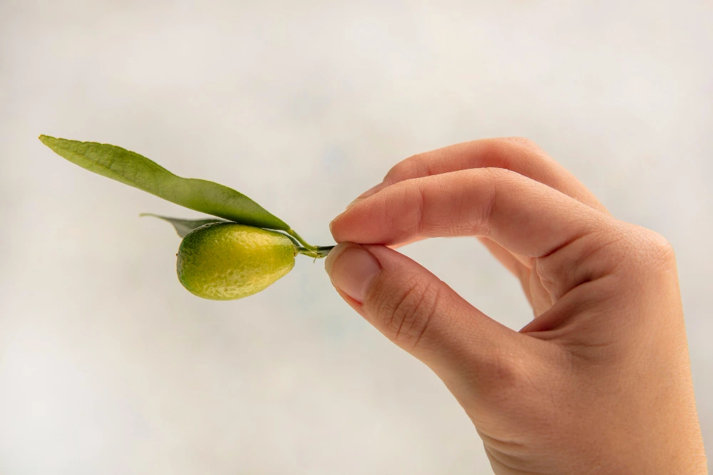 Extracto de hoja de olivo para cosmética bio